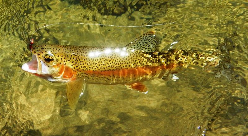 Rainbow Trout