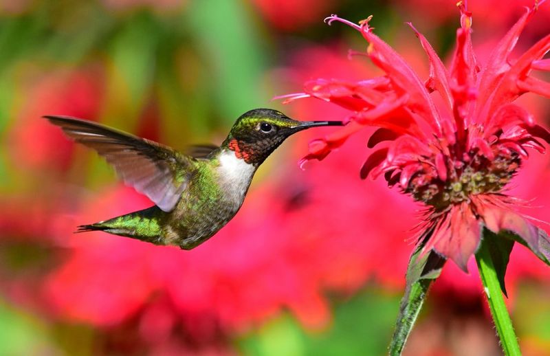 Ruby-Throated Hummingbird