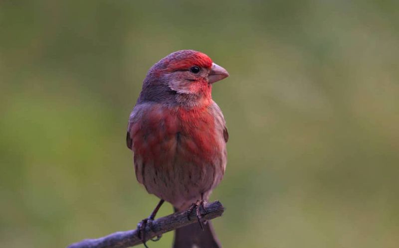 Purple Finch