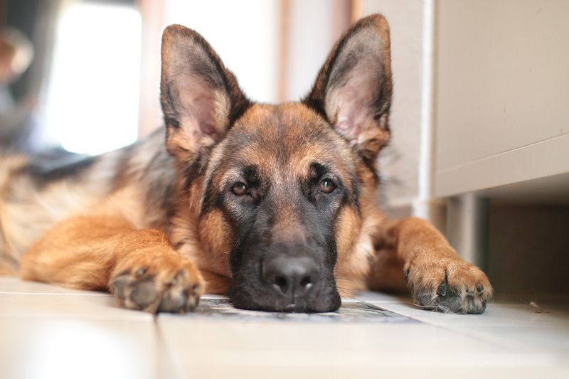 Common Health Concerns Across Different German Shepherd Types