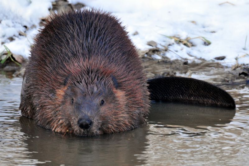 Beaver