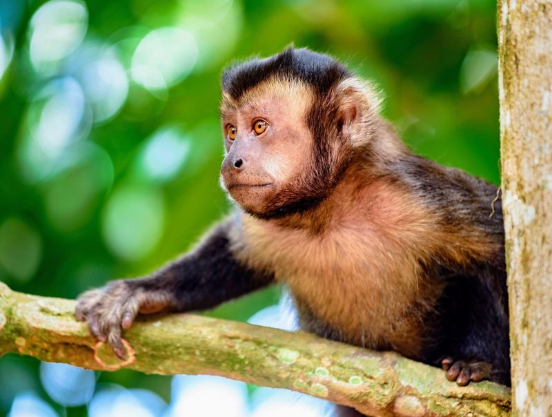 Black-capped Capuchin