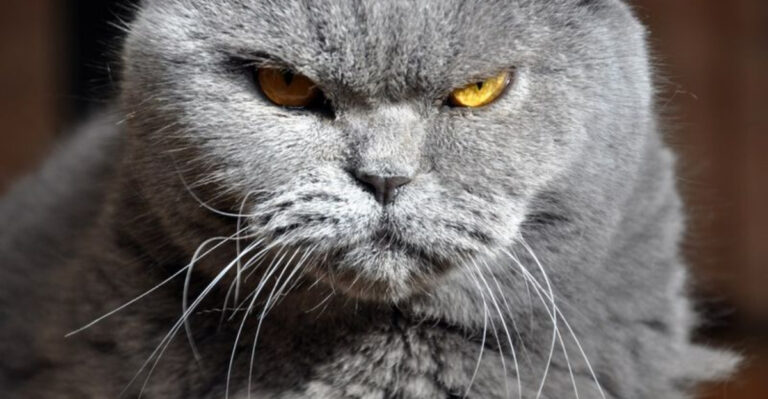 Common Mistakes That Can Cause Behavioral Issues In Cats