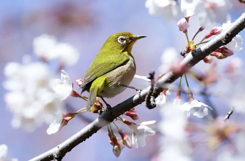 Japanese White-Eye
