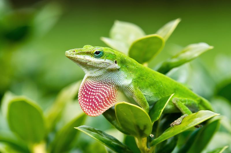 Anole Lizard