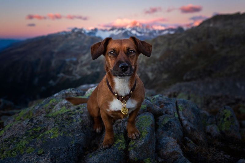Adventure Companions Extraordinaire