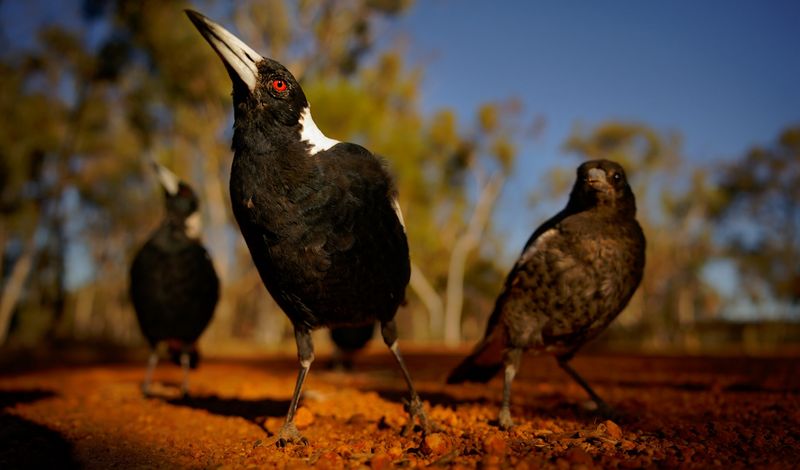 Feeding Frenzy: Altered Foraging Patterns