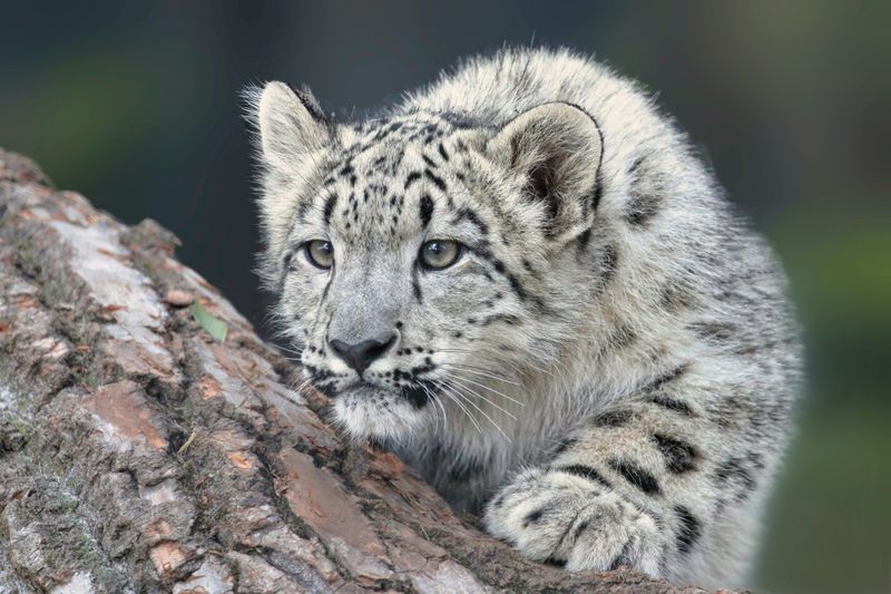 Decline In Poaching