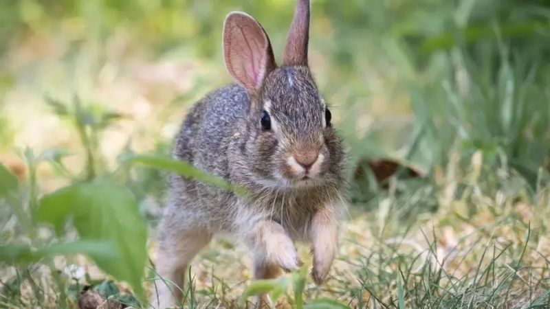 The Future Of The Omiltemi Cottontail: Challenges And Hope