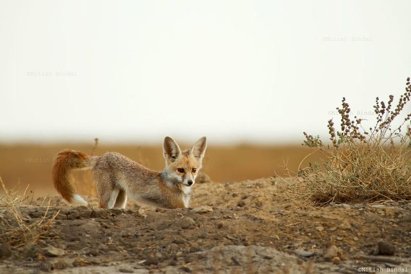 Future Outlook For Kit Foxes