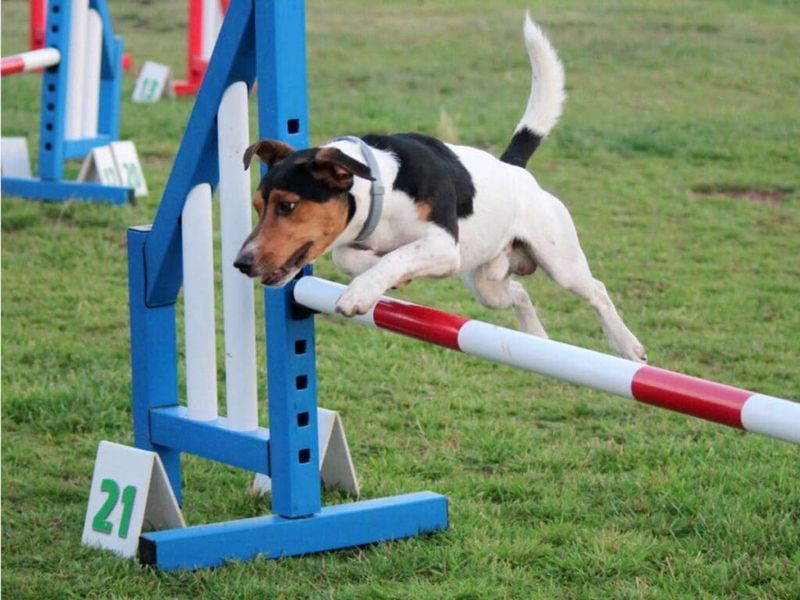 Agility Champions