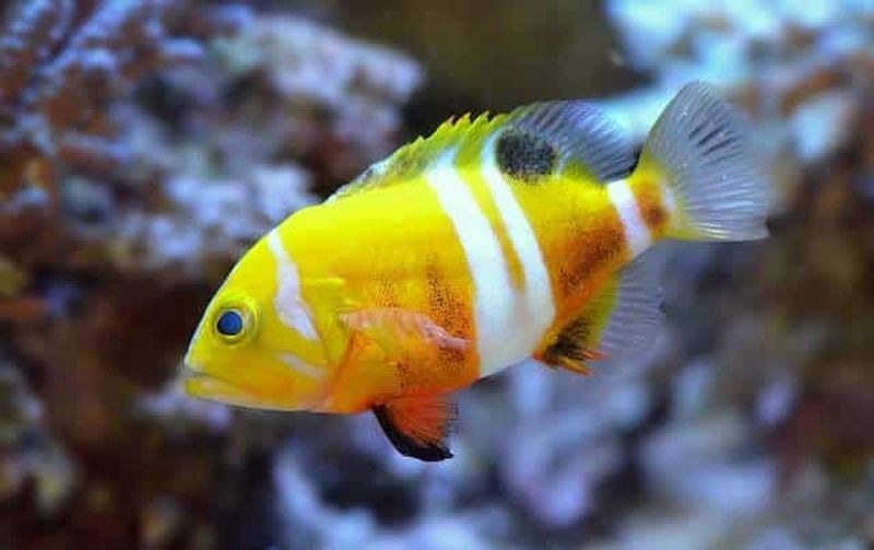 The List Of The Most Expensive Pet Fish Species To Insure: Neptune Grouper