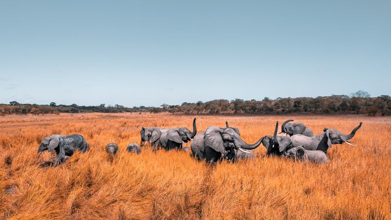 Future Prospects For Elephant Populations
