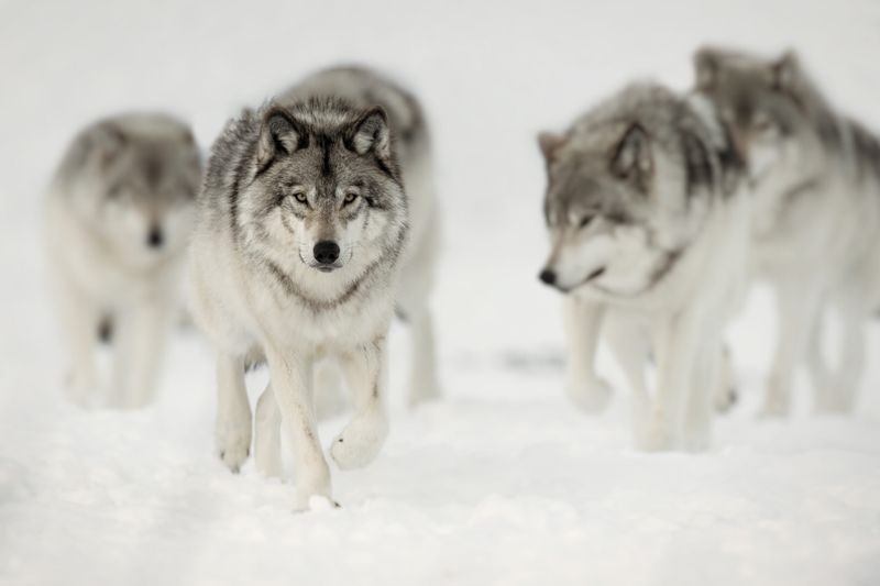 Specialized Hunting Roles Within Packs