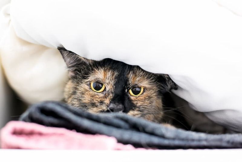 Seasonal Stress And Anxiety