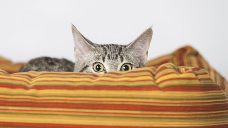 Excessive Startling At Normal Sounds