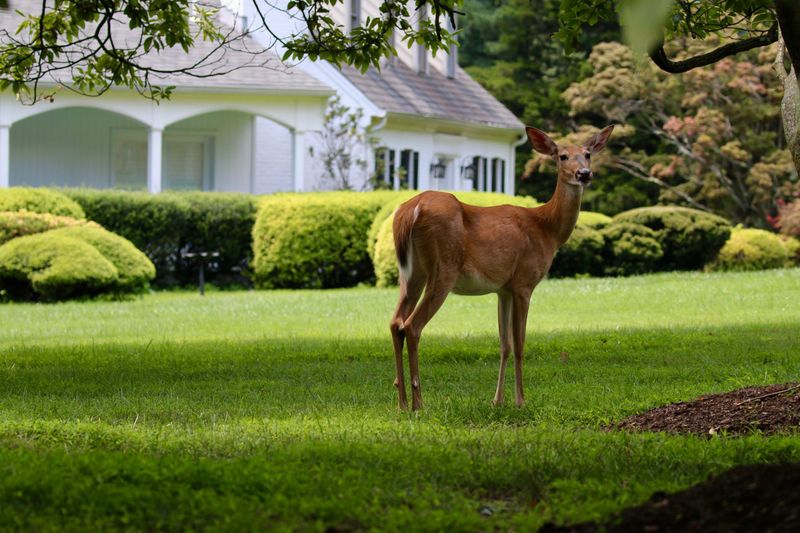 Suburban Success Story: White-Tailed Deer