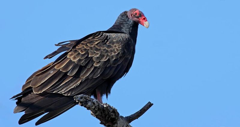 Sky's Cleanup Crew: Turkey Vultures