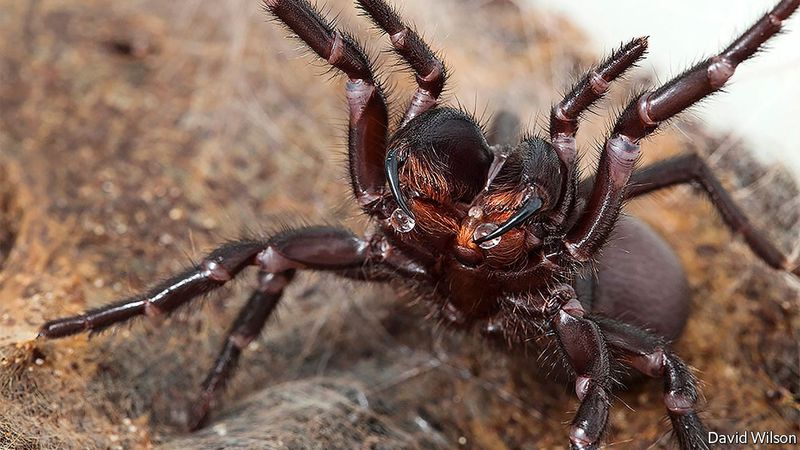 Sydney Funnel-web Spider: Urban Terror