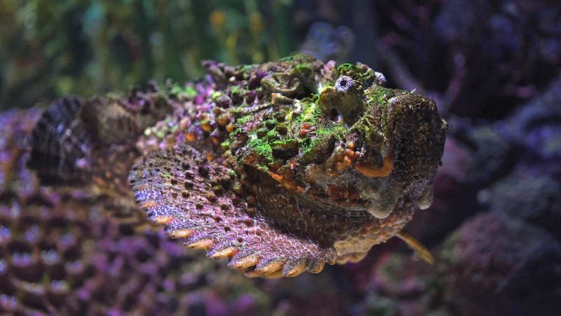 Stonefish: Master Of Disguise