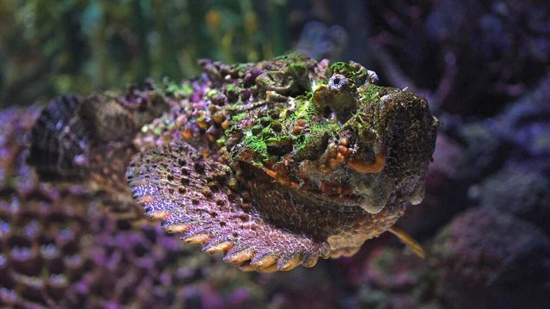 Stonefish