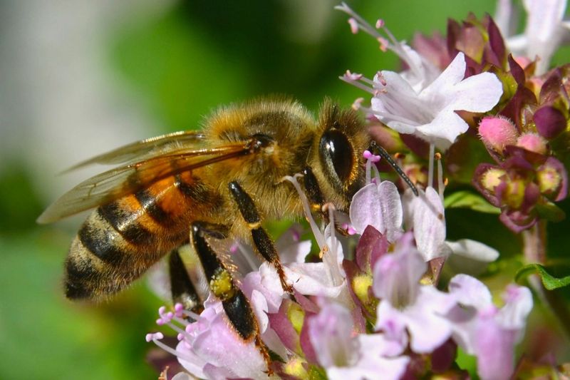 Oregano: Herb Garden Buzzing Spot