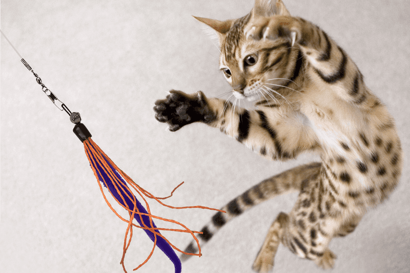 Lively Play Sessions