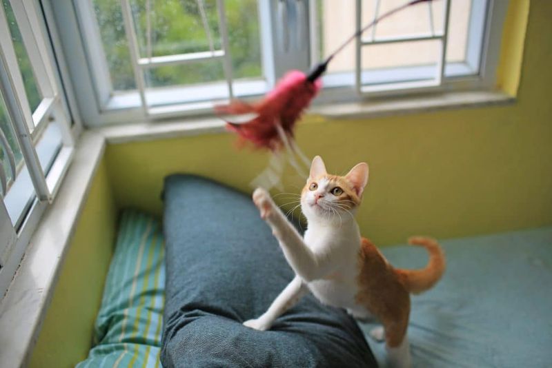 Playful Behavior Without Startling