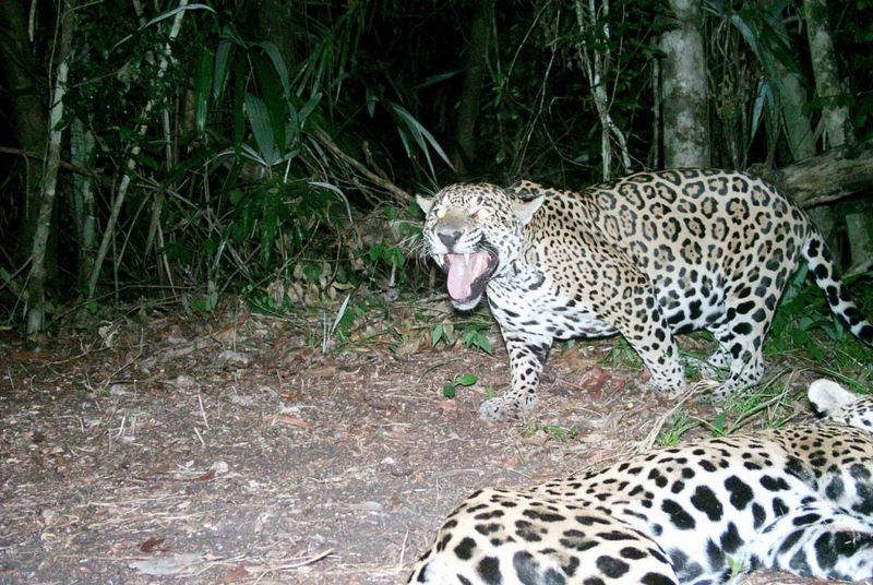 Tracking Technology: Following Felines For Protection