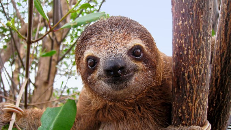 What Its Teeth Reveal About Evolution