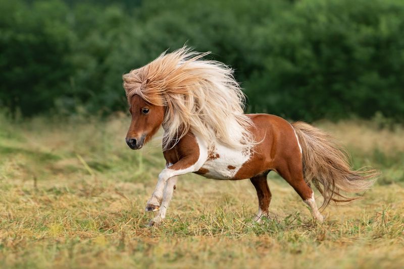 Shetland Pony: Small But Mighty