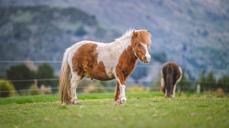 Miniature Horse