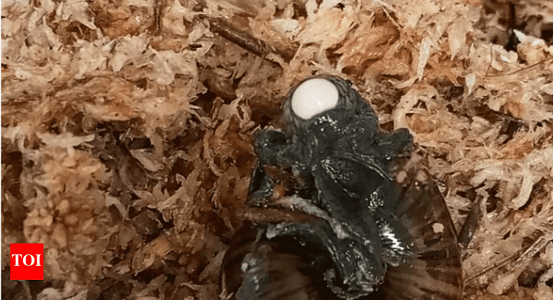 Single Precious Egg Strategy