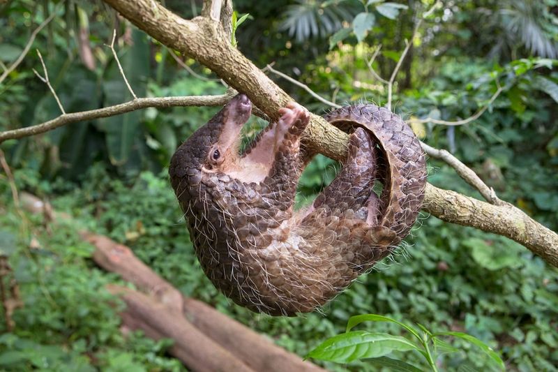 What Are Pangolins?