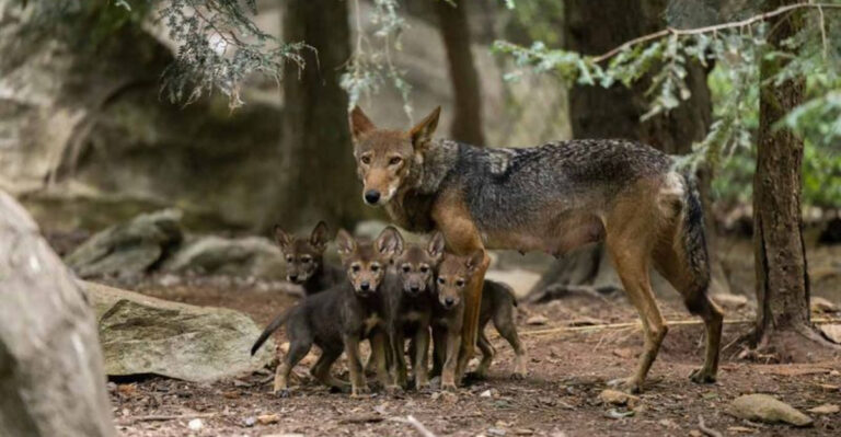 Conservation Efforts Help Species Survive Amid Declining U.S. Biodiversity
