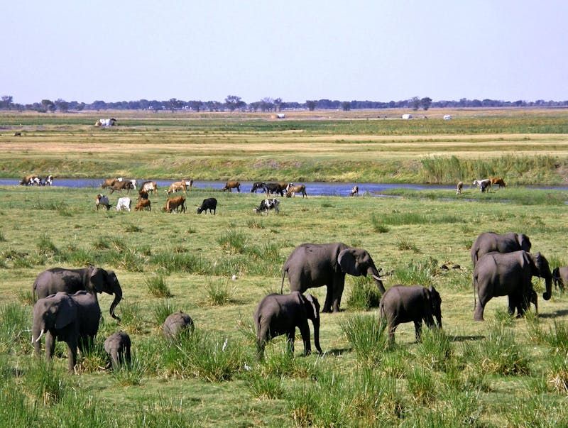 Impact On Grassland Health And Growth