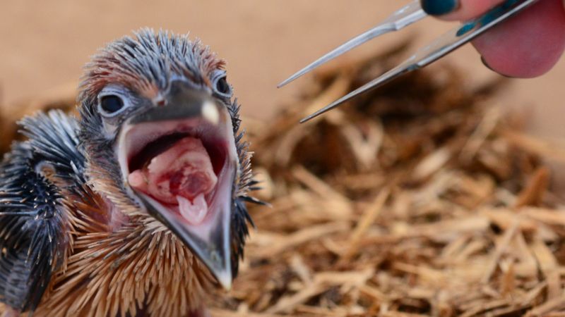 Captive Breeding Programs: A Last Resort For The Kingfisher