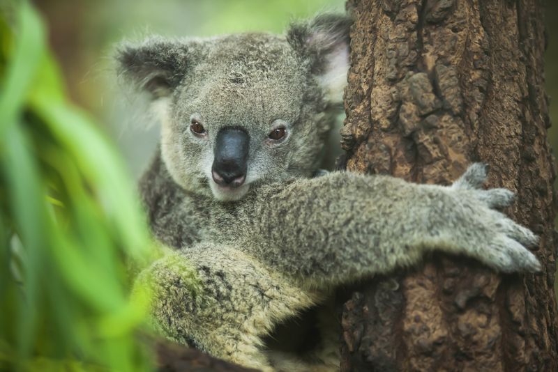 Health Benefits Of Tree Hugging