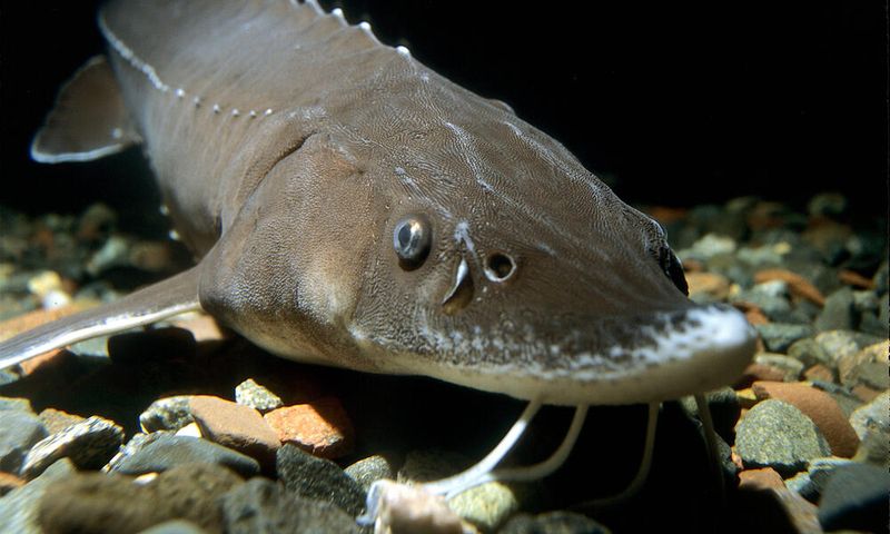 Without Action, Extinction Is Likely