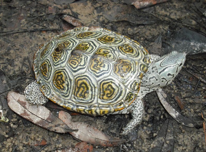 Species Variety