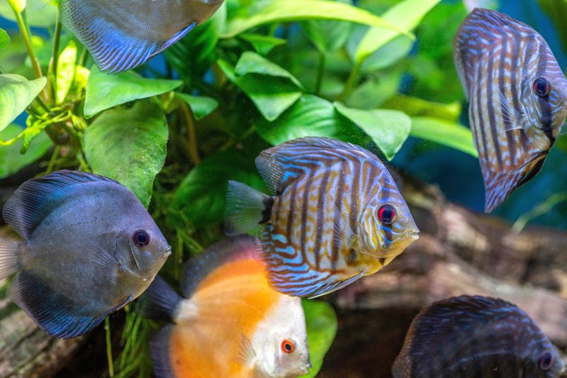 Account For Fish Quantity