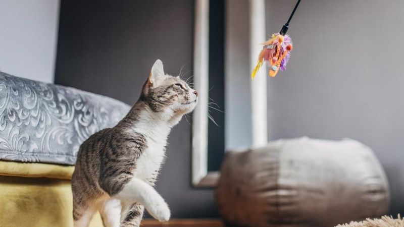 Regular Playtime Schedule