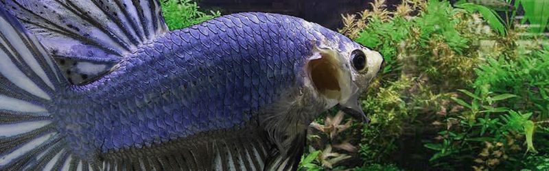 Rapid Gill Movements
