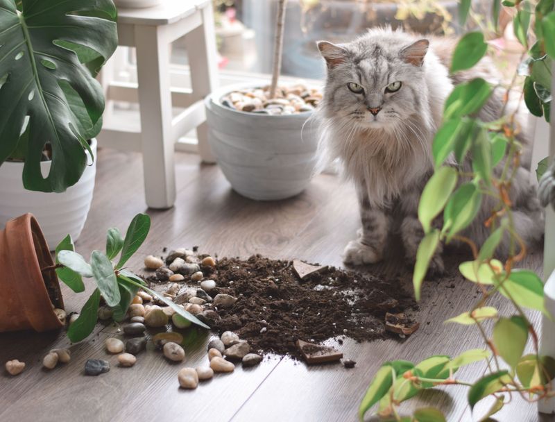Destructive Digging Behavior