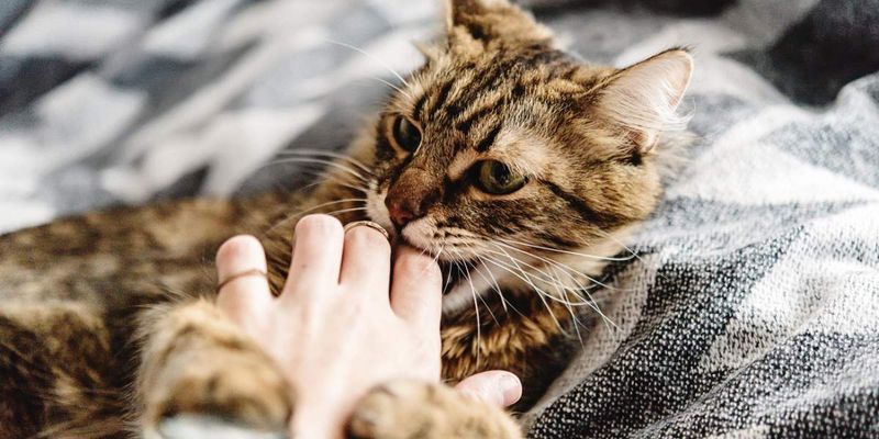Overstimulation During Petting
