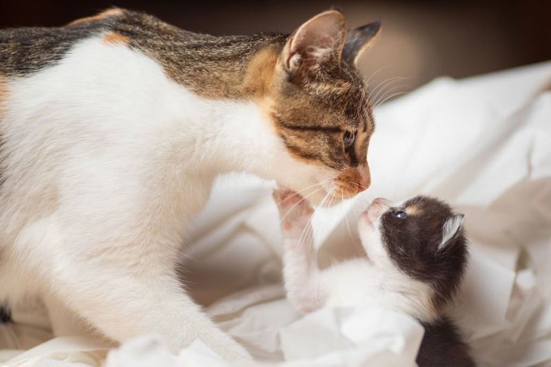 Swapping Scents
