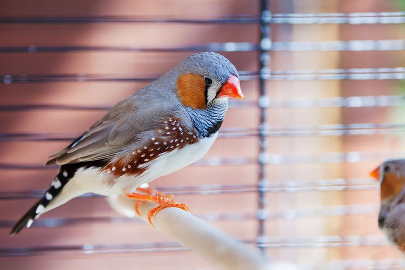 Finches