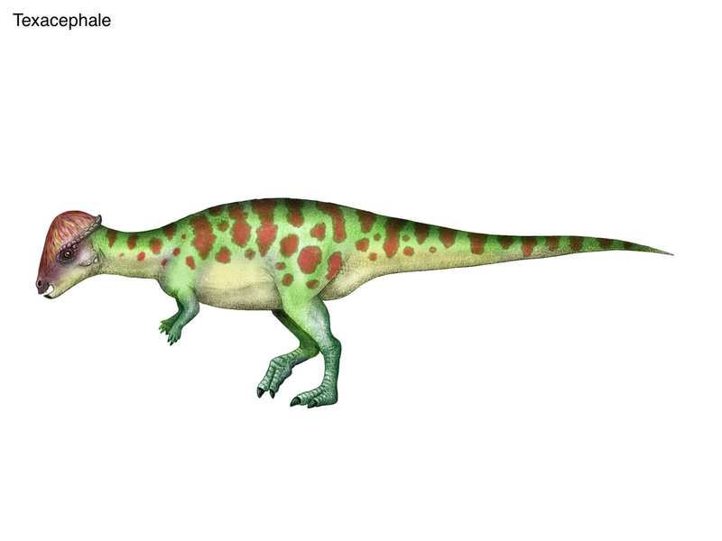 Texacephale