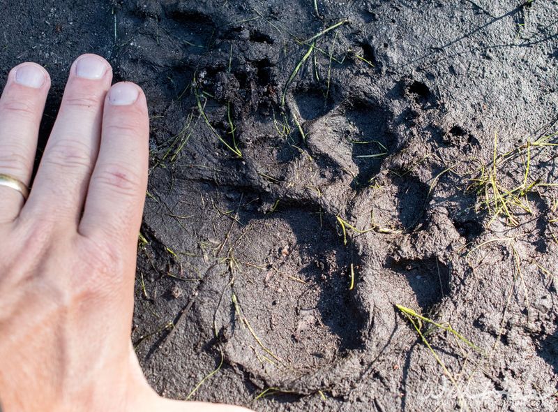 Recognize Bear Signs