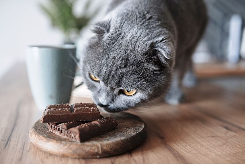 Chocolate - Fatal Temptation